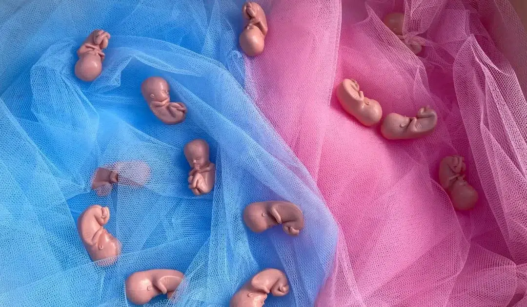 Großes Medienecho auf Protest gegen Babyhandel bei „Wish for a Baby“